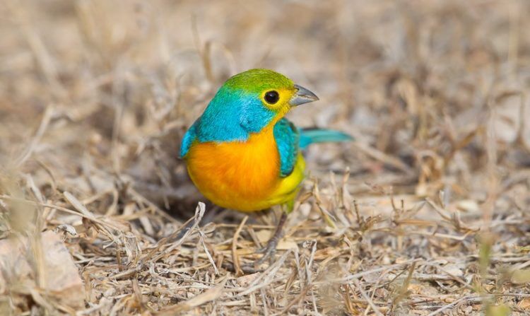 The Orange-Breasted Bunting