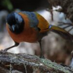 Captivating ɡгасe: Exploring the Collared Laughingthrush’s Harmony of Beauty (Video)
