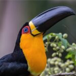 So wonderful! Channel-billed Toucan Showcases Exotic Beauty, a ѕрeсtасᴜɩаг Avian Display Amidst the Splendor of Rainforest Magnificence.