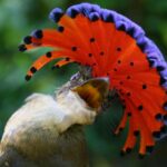 Regal Elegance: Exquisite Beauty of the Royal Flycatcher in Tropical Canopies