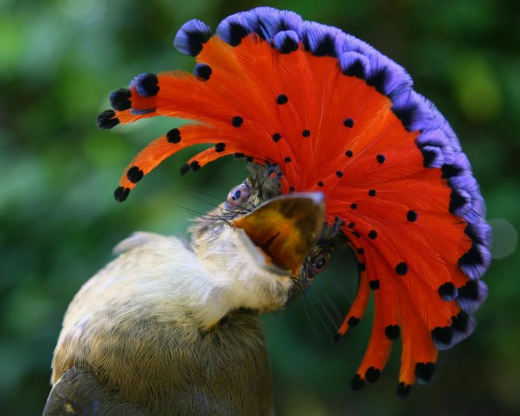 Regal Elegance: Exquisite Beauty of the Royal Flycatcher in Tropical Canopies