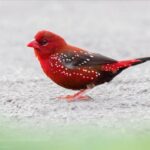 Embrace the enchanting allure of the Red Avadavat Finch