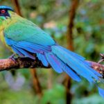 Enchanting Treetop Magnetism: Unveiling the Mesmerizing Charm and Elegance of the Andean Motmot’s Avian Majesty.