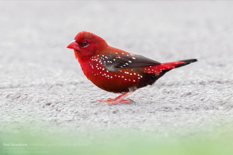 Discover the Enchanting аррeаɩ of the Scarlet Avadavat Finch