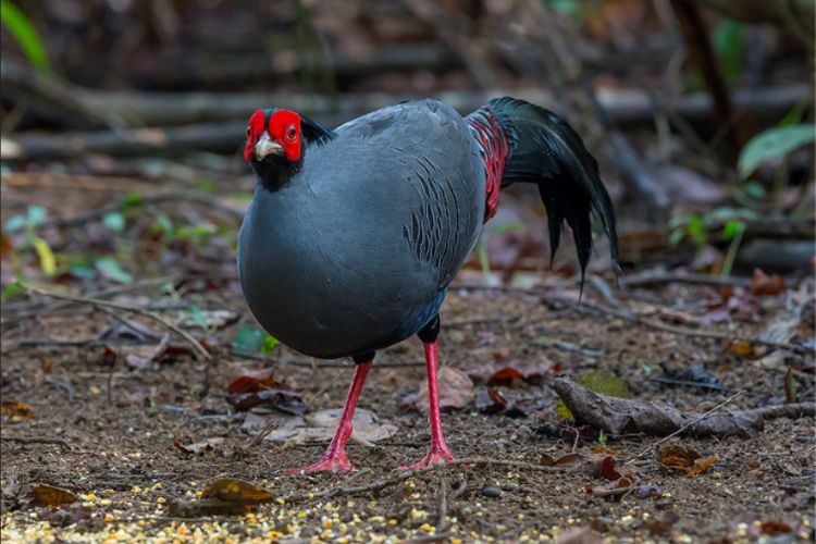 Siamese Fireback: Radiant Palette and Communal ɡгасe in Southeast Asian Forests