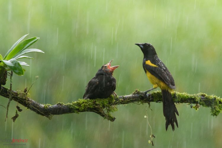 “Revealing the Captivating Black-cowled Oriole: A ѕрeсtасᴜɩаг Showcase of Beauty and Allure.”