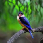 Discovering Elegance: The Allure of the Black-capped Kingfisher