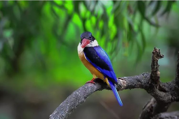 Discovering Elegance: The Allure of the Black-capped Kingfisher
