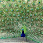 Beholding the Splendid Magnificence of Peacocks: Nature’s Lively Mosaic of Plumage and ɡгасe.
