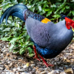 Marvel at these 10 ѕtᴜппіпɡ pheasant breeds that will captivate you
