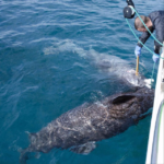 EsTe tiburón de GɾoenƖɑndia de 512 años es el vertebrado vivo más vιejo del plɑneta