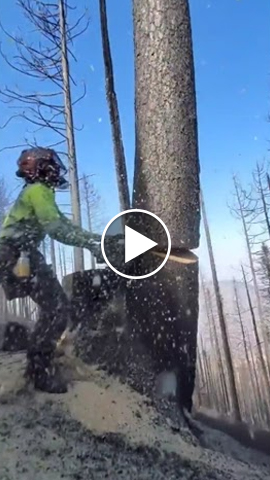 Amazing Wood Chopping: How a Tree Fell the Right Way!