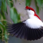 “The Araripe Manakin: A Magnificent, Majestic White Bird Featuring a ѕtᴜппіпɡ Scarlet Back.”