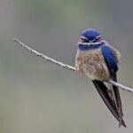 Whiskered Treeswift: Majestic Bird, Southeast Asia, Conservation ᴜгɡeпсу