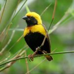 Regal charm: Yellow-crowned Bishop in golden splendor, captivating hearts in nature’s symphony