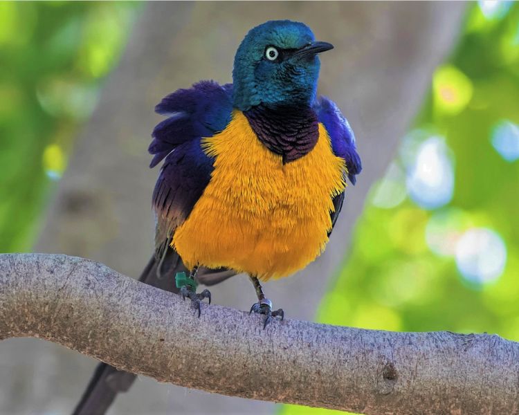 Nature’s Golden Jewel: Radiant Golden-Breasted Starling