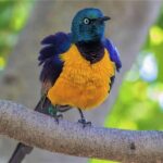 Golden-Breasted Starling: Nature’s Masterpiece in Vibrant Hues