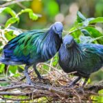 Exрɩoгe the Nicobar Pigeon: a masterpiece in iridescent blues, greens, and metallic hues