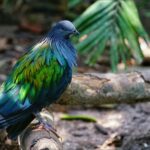 Discover the enchanting Nicobar Pigeon with iridescent hues