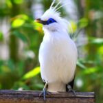 Experience the Bali Starling’s timeless elegance as it soars through tropical skies with ivory plumage