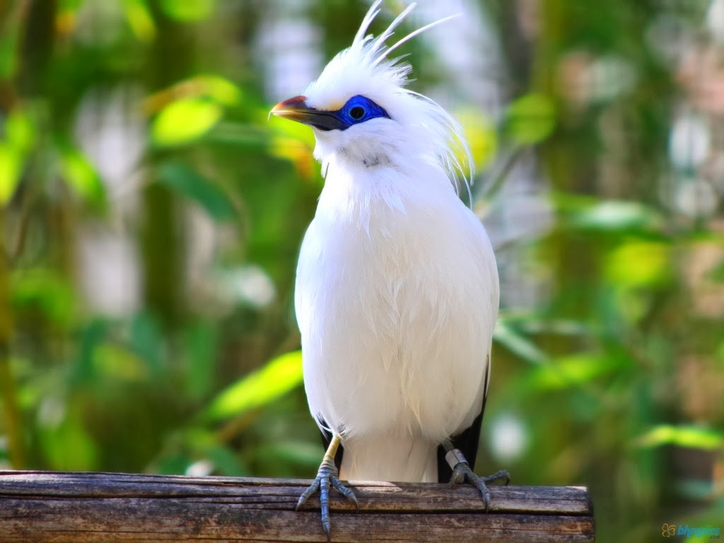 Experience the Bali Starling’s timeless elegance as it soars through tropical skies with ivory plumage