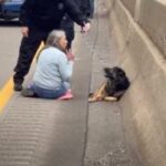 El rescate instantáneo en la carretera de Duc Compassionate Woman de un perro desesperado enciende la empatía global