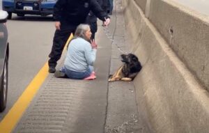 El rescate instantáneo en la carretera de Duc Compassionate Woman de un perro desesperado enciende la empatía global