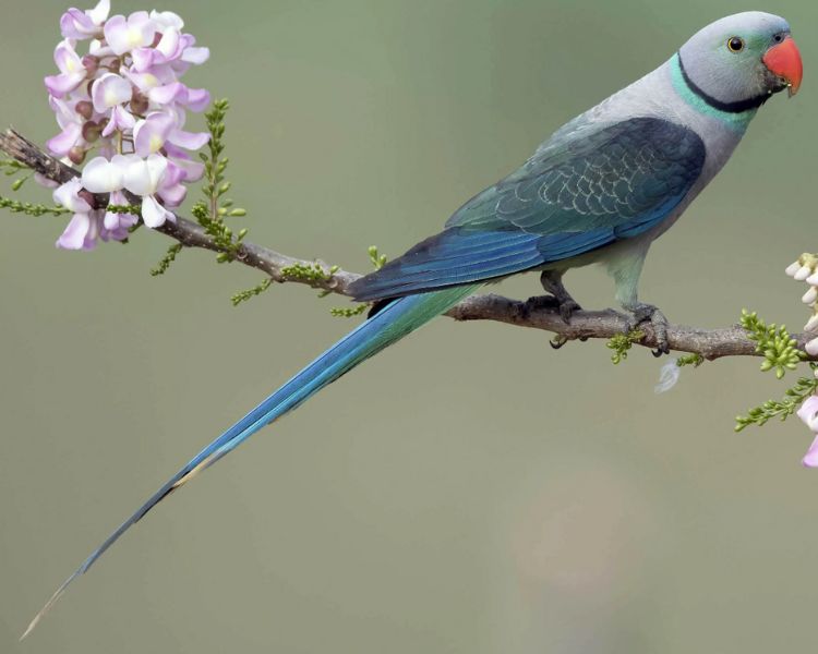 Malabar Parakeet: Nature’s Elegant Living Canvas