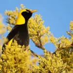 The Majestic Regent Bowerbird: A Nature’s Gem with Enchanting Charm and Intriguing Mating Rituals