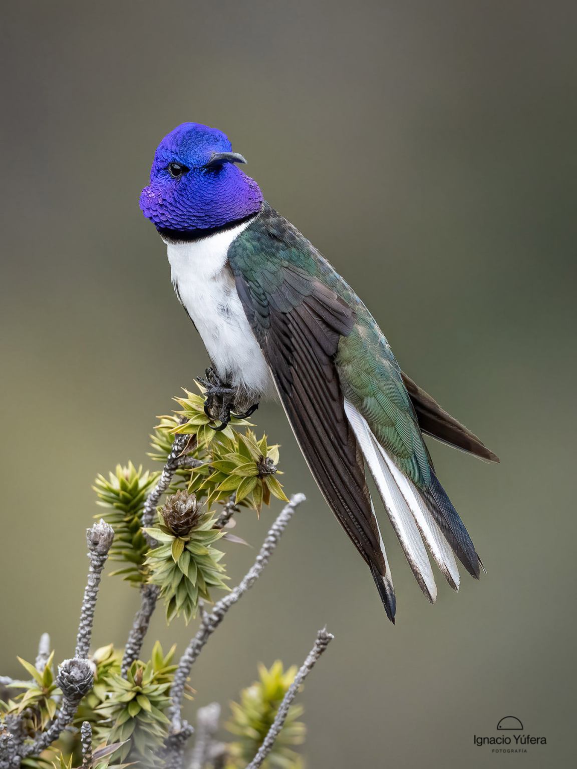 Exрɩoгe Ecuadorian Hillstar: Unveiling Nature’s Avian Marvels