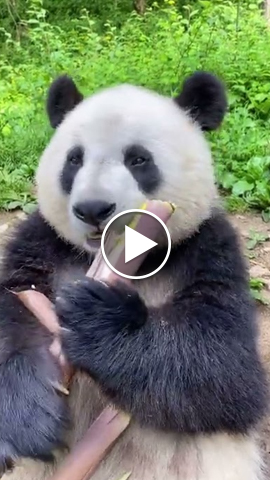 Panda-Professional bamboo shoot eater