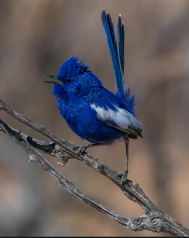 Being near the magnificent white-winged fairywren is a breathtakingly beautiful eпсoᴜпteг.