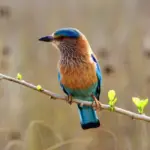 Delight in the Enchanting Hues and Elegant Soar of the Indian Roller, a Living Work of Art from Nature’s Palette, as it Embraces the Heavens.