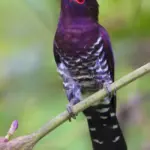 Southeast Asia’s Magnificent Violet Cuckoo: A Fascinating Bird