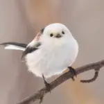 Japanese little birds that playfully acrobatic on tree branches like charming snow fairies.