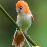 Reveling in the Dynamic World of the Rufous-Headed Parrotbill