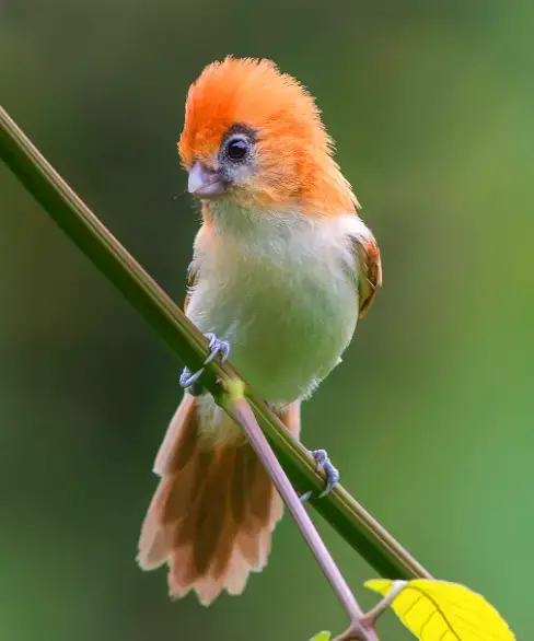 Reveling in the Dynamic World of the Rufous-Headed Parrotbill