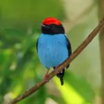 Meet the Blue Manakin, a dazzling avian with vibrant blue and red feathers and captivating dance routines.