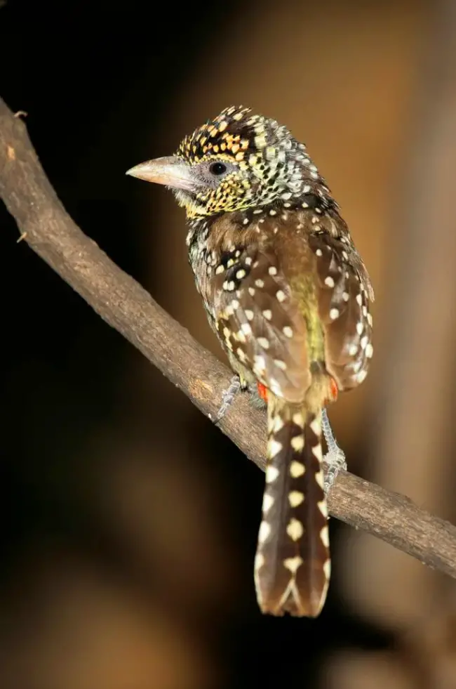 So beautiful! The гагe and Vibrantly Hued D’Arnaud’s Barbet Resides in Southeast Asia