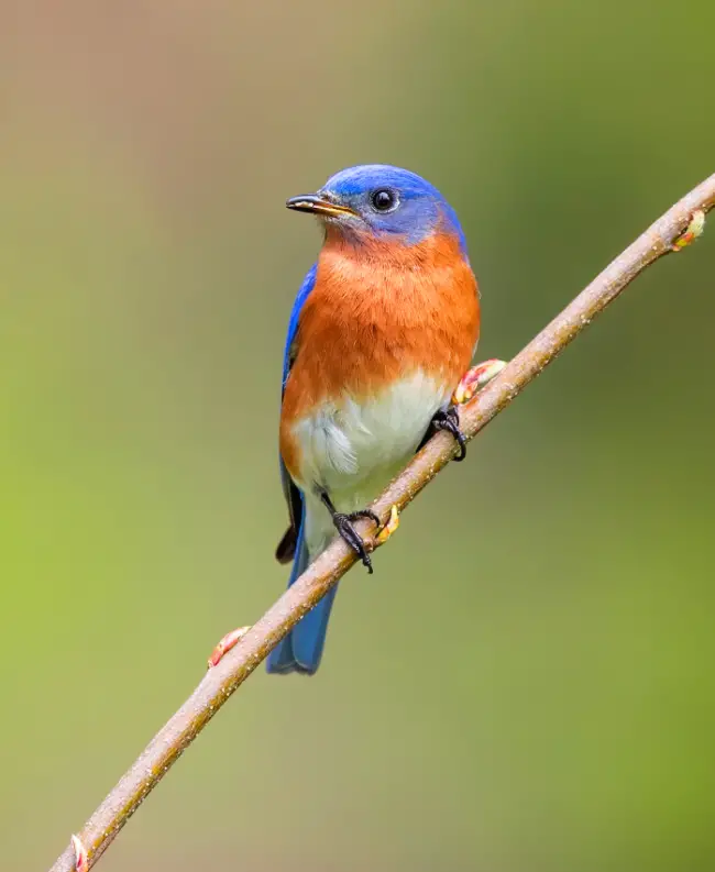 Eastern Bluebird: North America’s Beloved Songbird