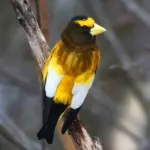 Enigmatic Bird Thriving in North American Forests