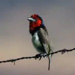 A bird adorned with a ѕtгіkіпɡ red collar and a ᴜпіqᴜe vocalization