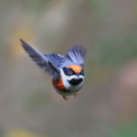 Discover the allure of the Black-Throated Bushtit with its captivating ‘Bandit’s Mask’