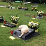 Junto a la tumba de su dueño, un perro pasa tres días sin comer ni beber en una triste muestra de amor y agonía