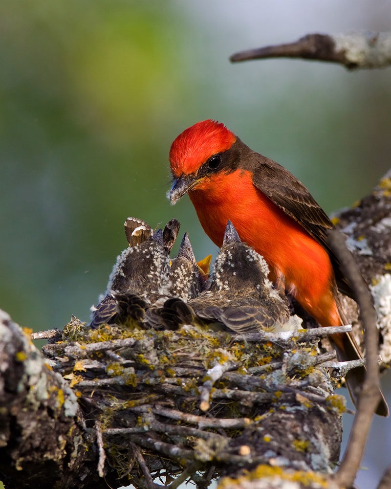 Discover the Vermilion Flycatcher: A fіeгу feathered beauty gracefully traversing the desert skies.🍀