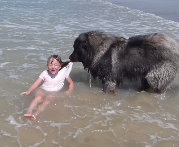 En un momento conmovedor, un perro leal rescata desinteresadamente a una niña angustiada del mar, demostrando valentía y heroísmo. Presencia el increíble vínculo entre humanos y perros en su mejor momento.