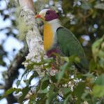 Yellow-breasted Fruit Dove: Nature’s Forest Symphony