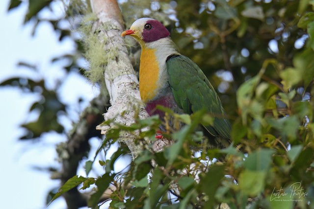 Yellow-breasted Fruit Dove: Nature’s Forest Symphony