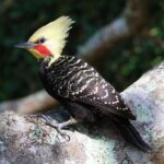 Blonde-Crested Woodpecker’s Wilderness Symphony