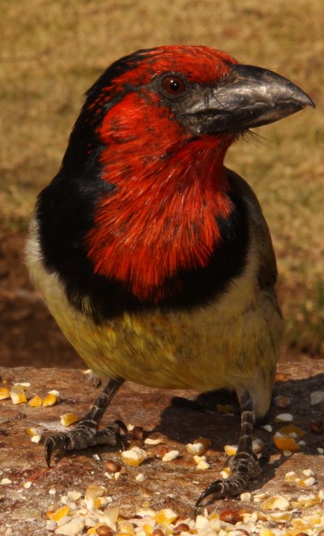 Unveiling the Charm of the Black-Collared Barbet: A tuneful songbird adorned with a vivid red collar.